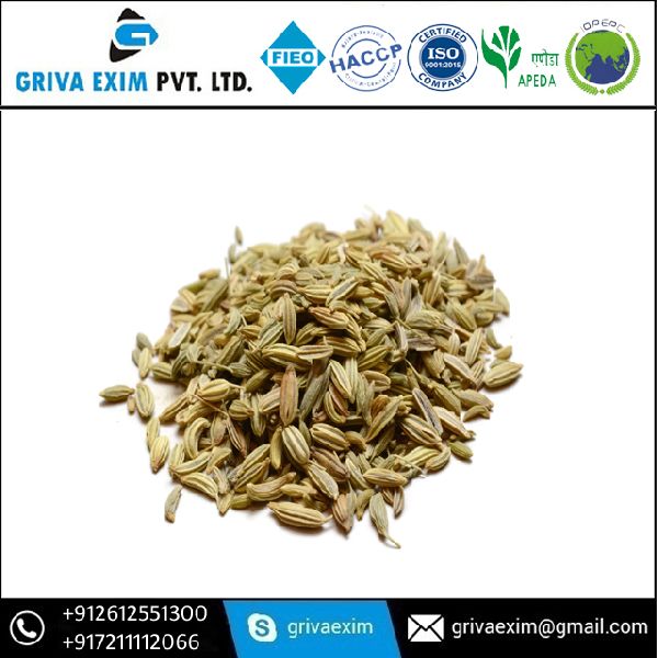 Common Raw fennel seed, Variety : Exported