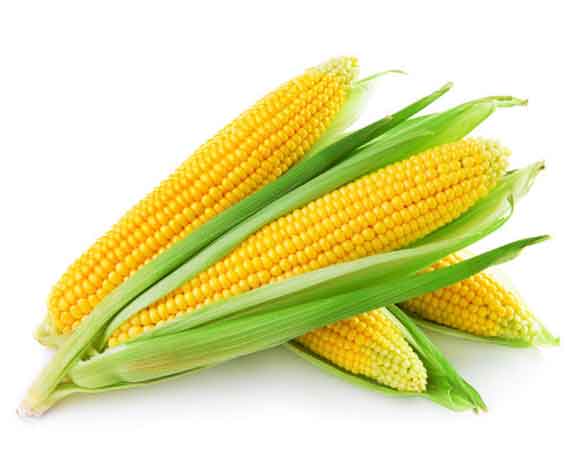 maize