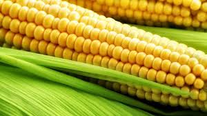 yellow corn