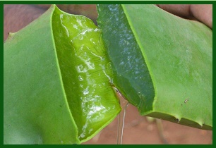 Aloe Vera Juice