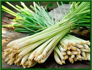 Lemon Grass