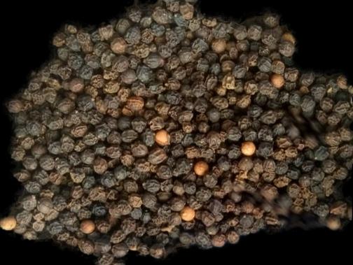 Black Pepper Seeds, Packaging Type : Poly Bag