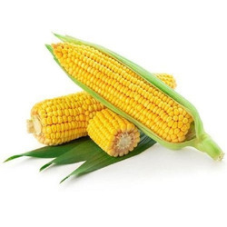 Yellow maize