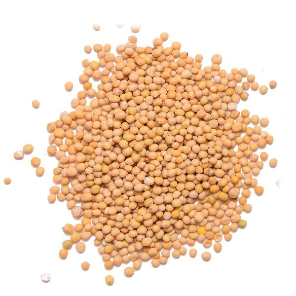 yellow mustard seeds