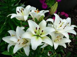 Lily Flowers, Feature : Its rich fragrance, Freshness