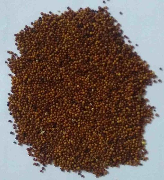 Ragi seeds ( millets), Packaging Size : 25kg, 50kg