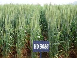 HD-3086 Wheat Seeds, for Beverage, Flour, Food