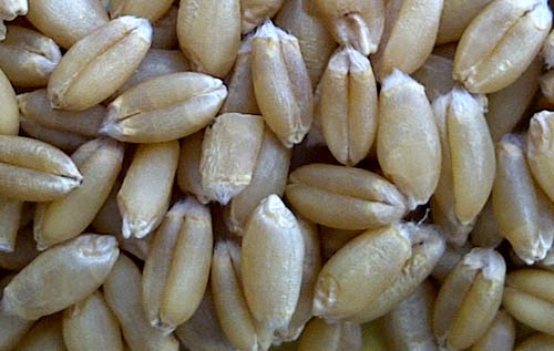 PBW-154 Wheat Seeds, for Beverage, Flour, Food
