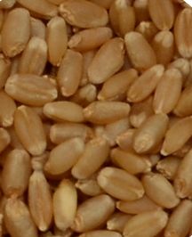 Sortex Clean Wheat