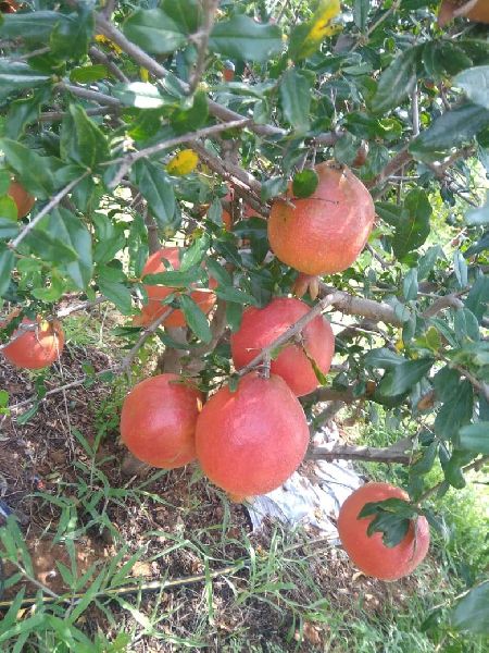 fresh fruits