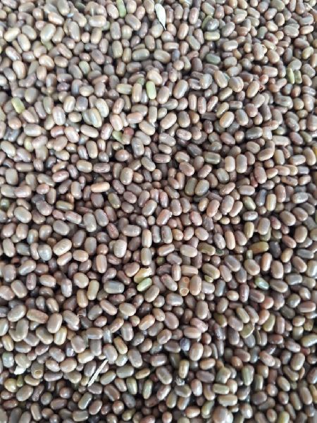 Dhaincha Seeds