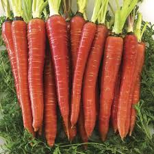 Natural Fresh Carrot, for Food, Juice, Pickle, Snacks, Packaging Type : 5 Kg BOX