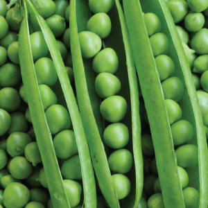 Organic Fresh Green Peas, Packaging Size : 4-4.5