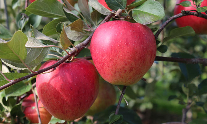 Apfelernte Apple