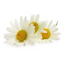 Chamomile Essential Oil