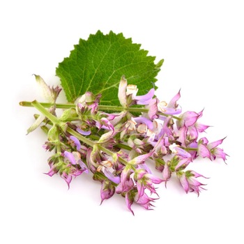 Clary Sage Essential Oil