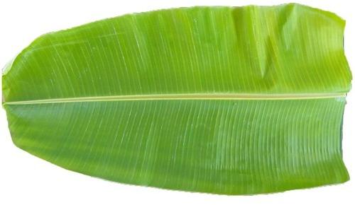 Sree Sakthi Banana Leaves, Grade : A+