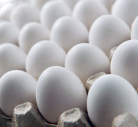 White Chicken Eggs