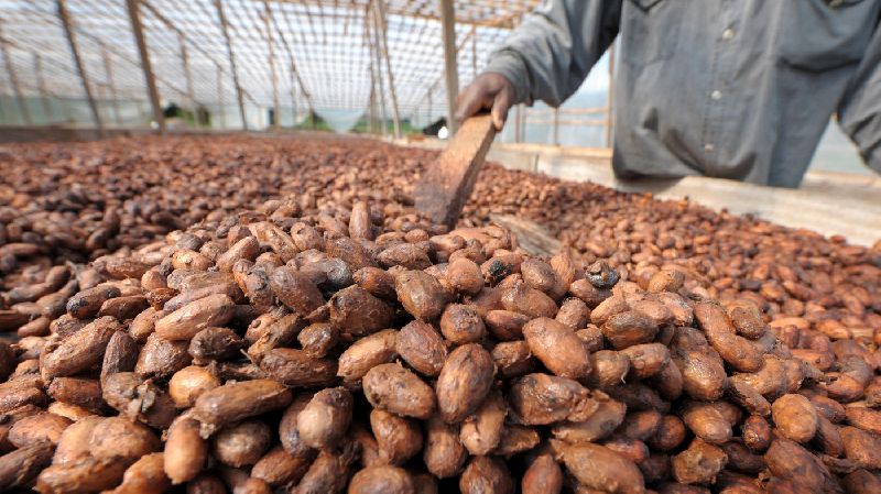 cocoa beans