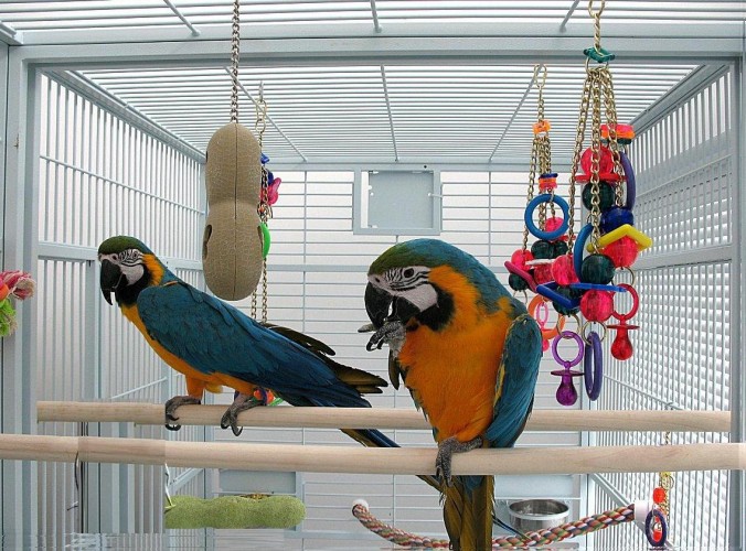 blue and gold macaw pet