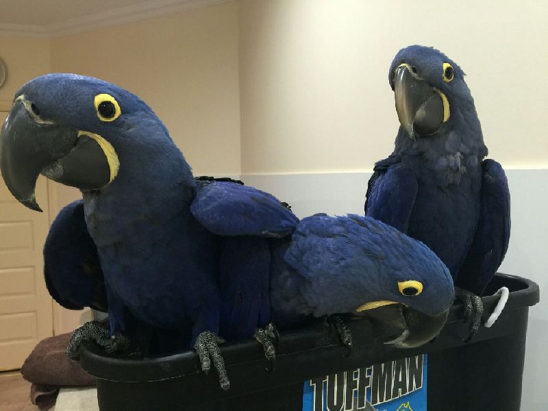 HYACINTH MACAWS FOR SALE by Global Parrots Aviary, hyacinth macaws, pet parrot ID 4279146