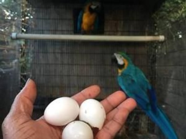 parrot eggs for sale usa