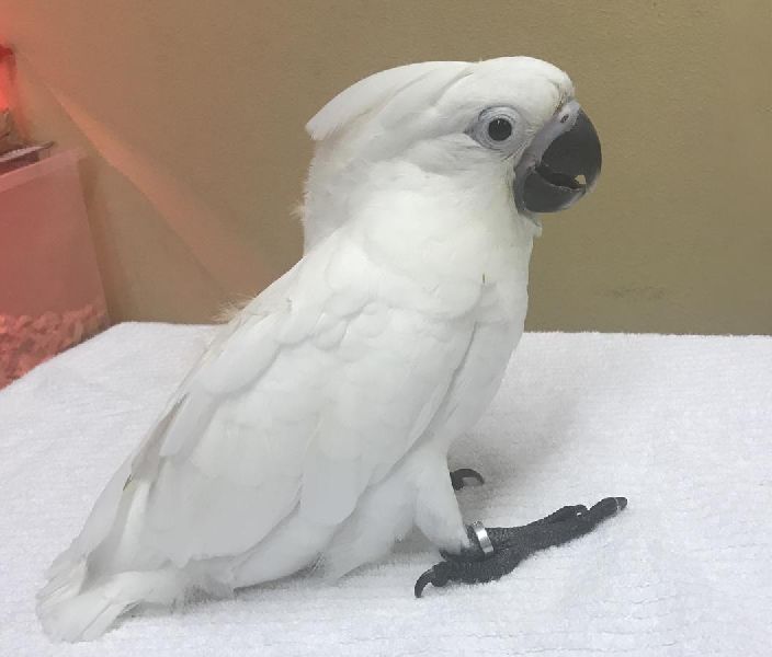 white umbrella cockatoo for sale