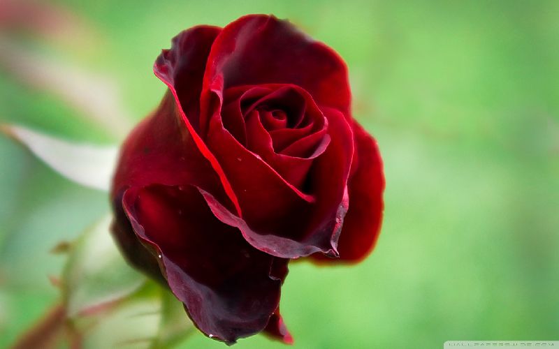 Hot Red Rose