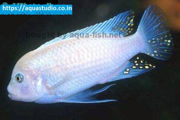 Blue cobalt cichlid Fish