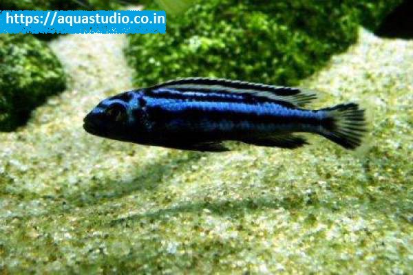 Blue electric cichlid Fish
