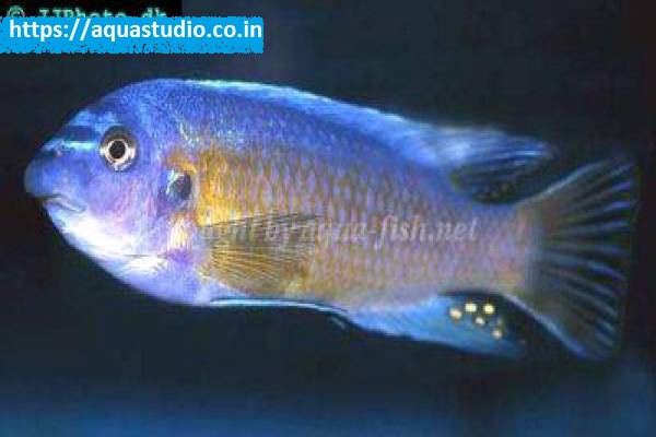 Blue mbuna Fish