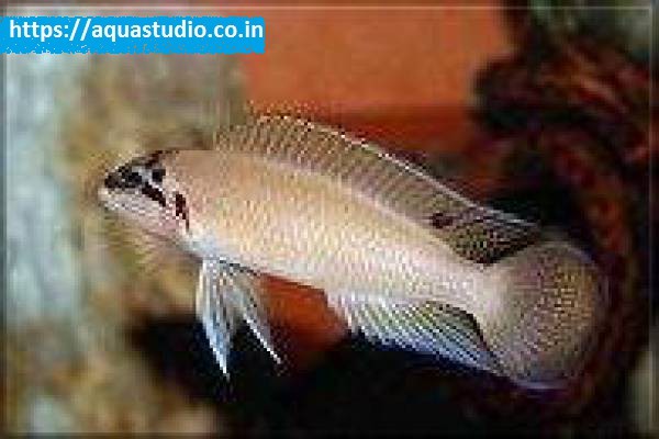 Brichards chalinochromis Fish