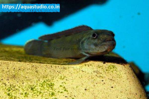 Brichards slender cichlid Fish