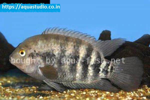 Chameleon cichlid Fish
