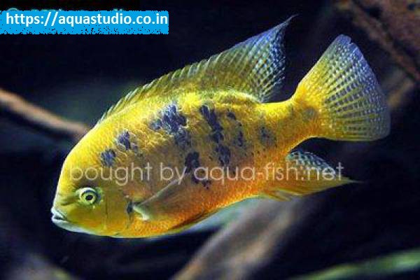 Chiseltooth cichlid Fish