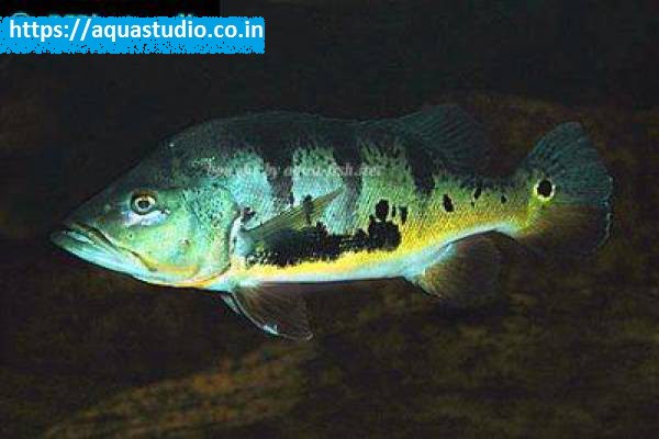 Cichla monoculus Fish
