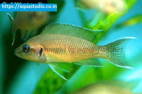 Fairy cichlid Fish