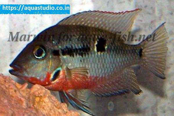 Firemouth cichlid Fish
