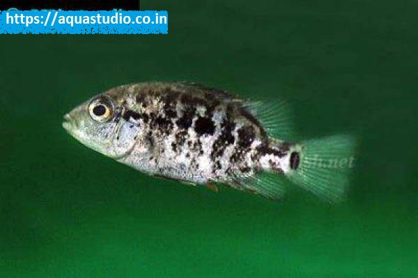 Haitian cichlid Fish