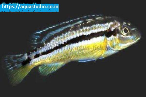 Malawi golden cichlid fish