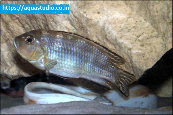 Malawi shell dweller fish