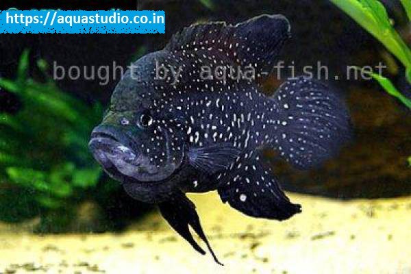 Marakeli cichlid Fish
