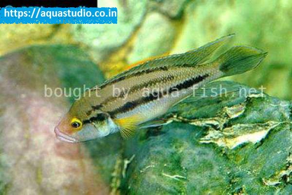 Neolamprologus bifasciatus Fish