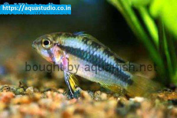 Norberts dwarf cichlid fish
