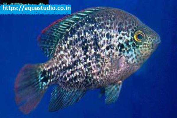 Oaxaca cichlid fish