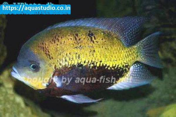 Pantano cichlid fish