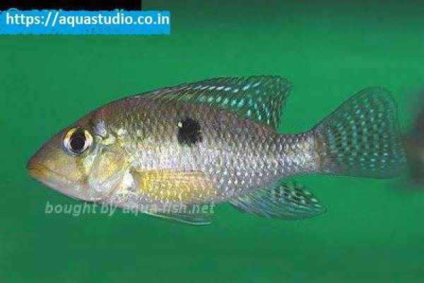 Pearl cichlid Fish