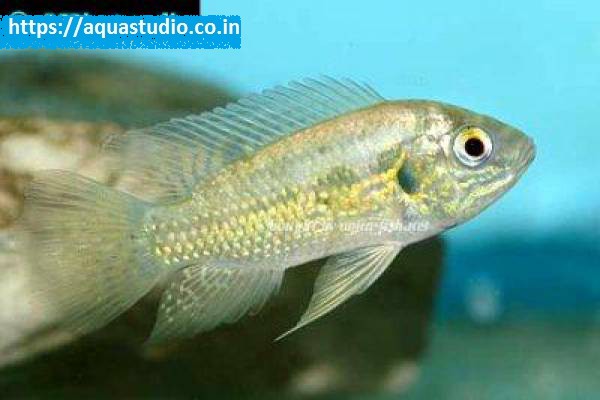 Pelmatochromis nigrofasciatus Fish
