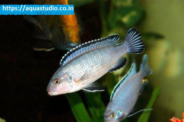 Powder blue cichlid Fish