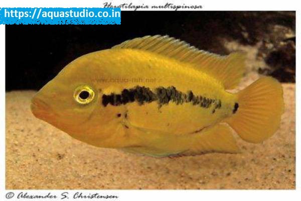 Rainbow cichlid Fish